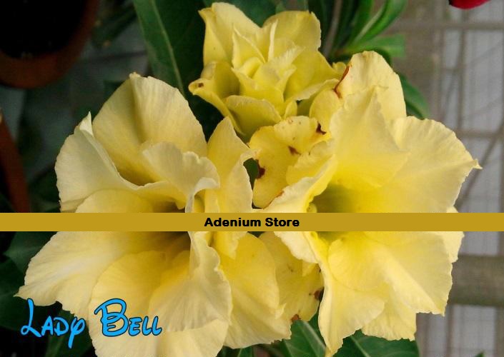 (image for) New Adenium \'Lady Bell\' 5 Seeds